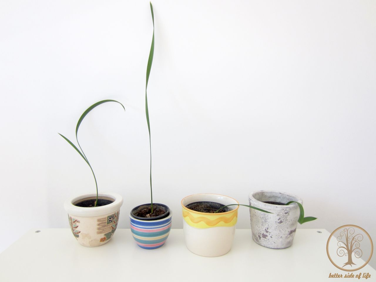 Growing date palms from seeds